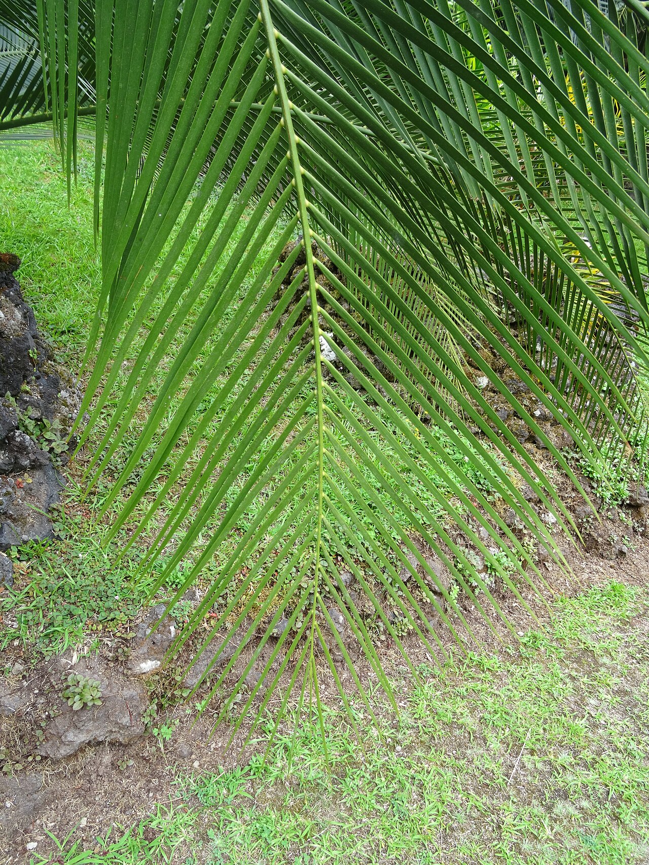 Macrozamia moorei: Macrozamia moorei, Parque Terra Nostra , Furnas , Azoren