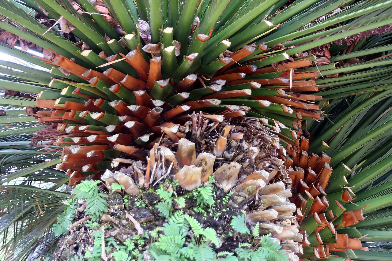 Macrozamia moorei: Location taken: Fairchild Tropical Botanic Garden, Miami, FL USA. Names: Macrozamia moorei F. Muell., Cycad, Cycadale D´australie, Palmerita Enorm Classificatio