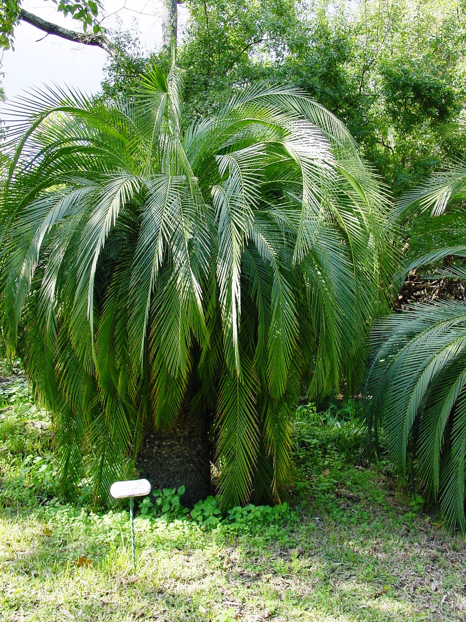 Macrozamia moorei (Macrozamia moorei)