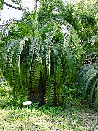 Macrozamia moorei (Macrozamia moorei)