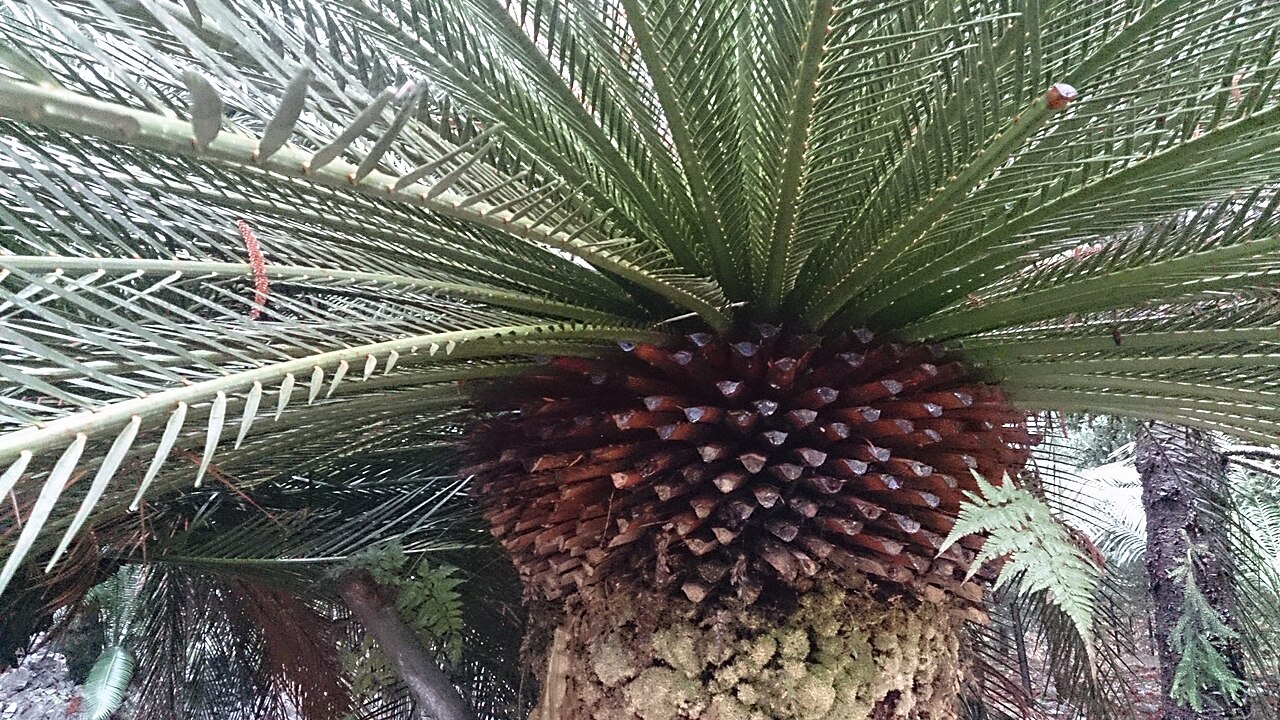 Macrozamia moorei: Macrozamia moorei