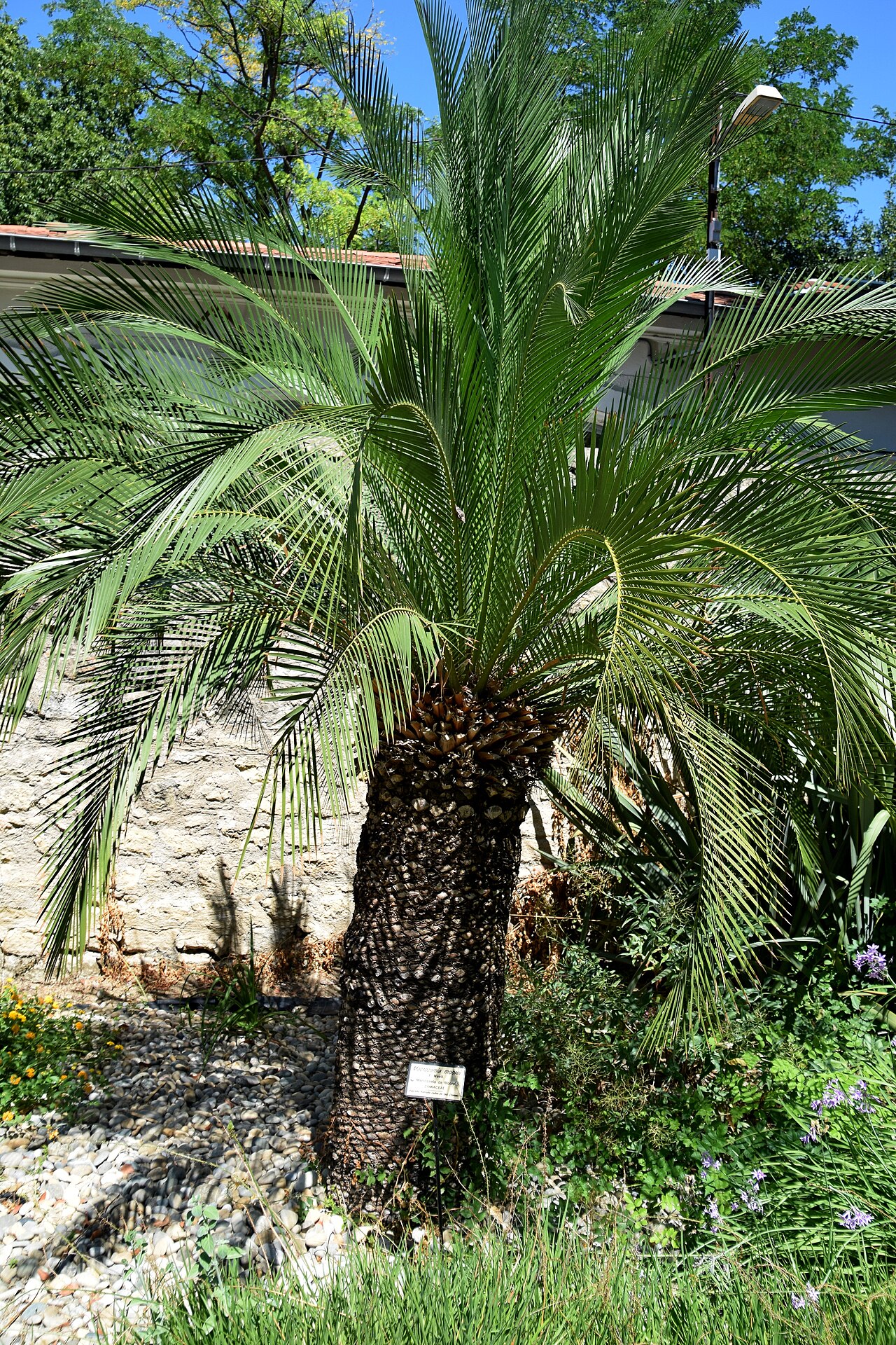 Macrozamia moorei: Macrozamia moorei in Jardin des plantes de Montpellier
