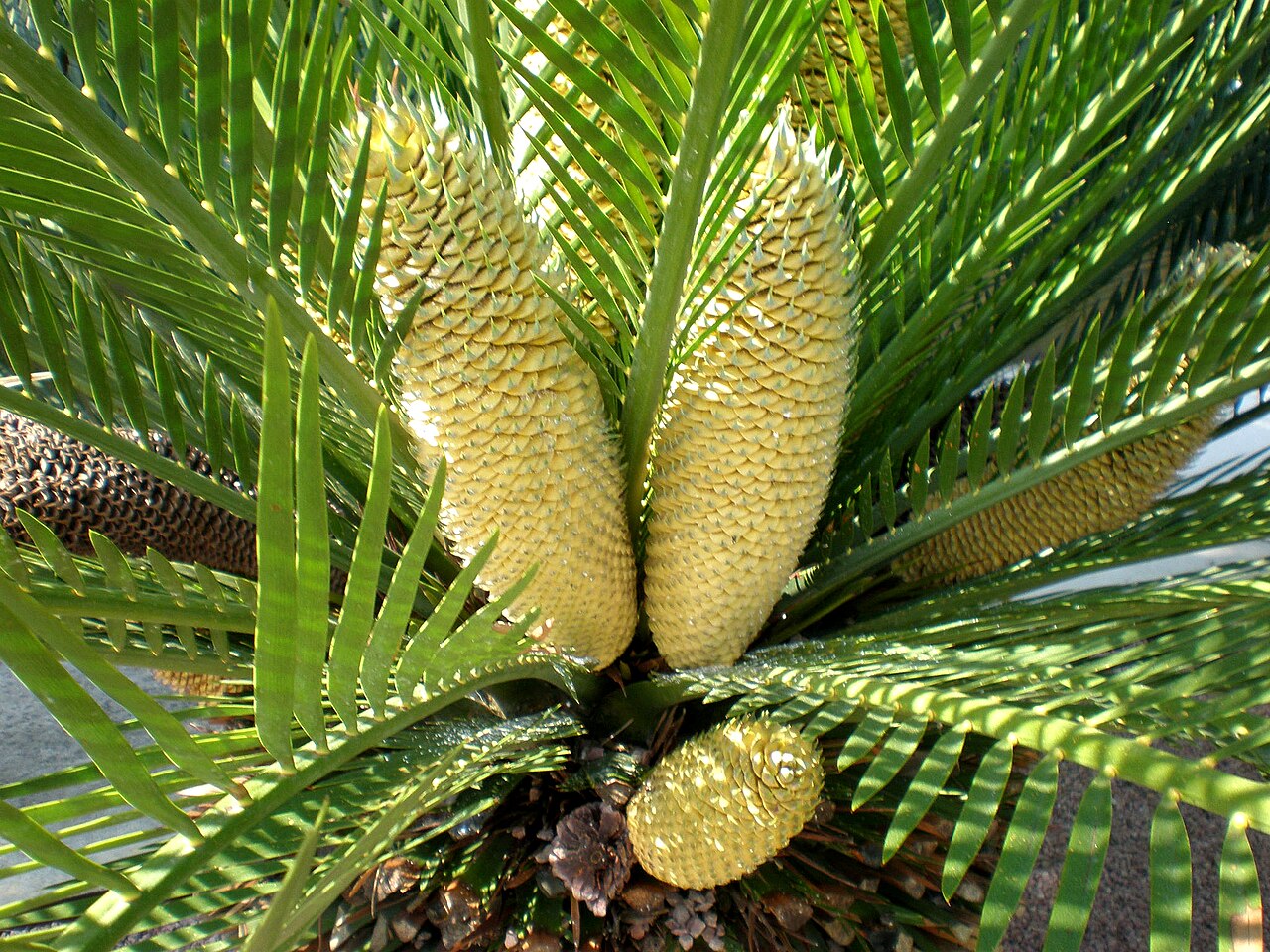 Macrozamia moorei: Jardín Botánico de Barcelona.