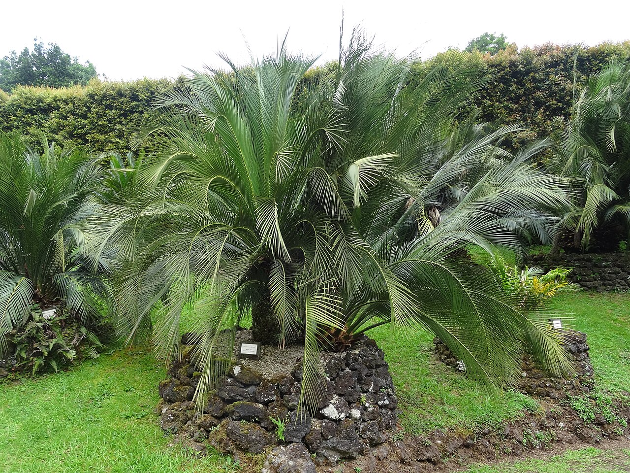 Macrozamia moorei: Macrozamia moorei, Parque Terra Nostra , Furnas , Azoren