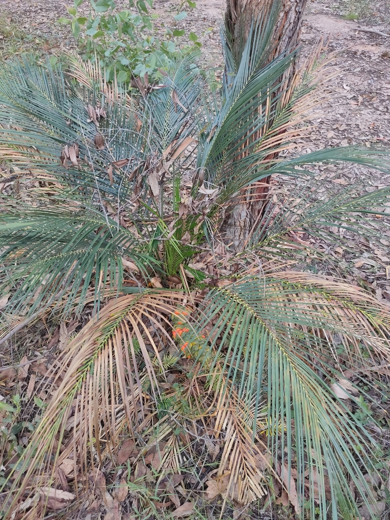 Macrozamia mountperriensis (Macrozamia mountperriensis)