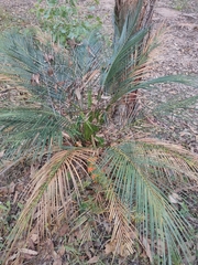 Macrozamia mountperriensis (Macrozamia mountperriensis)