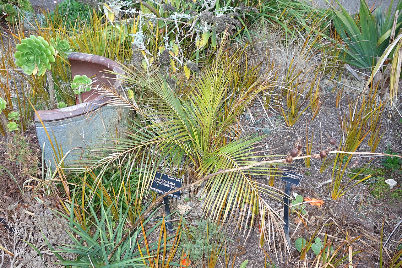 Macrozamia mountperriensis: Botanical specimen in the San Francisco Botanical Garden, San Francisco, California, USA.