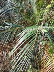 Macrozamia mountperriensis (Macrozamia mountperriensis)