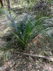 Macrozamia mountperriensis (Macrozamia mountperriensis)