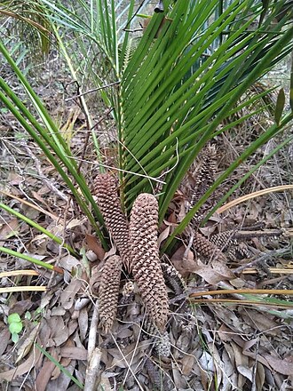 Macrozamia mountperriensis: A photo of the cones of the male plant of (the endemic Australian species) Macrozamia mountperriensis, growing wild near Brooweena.