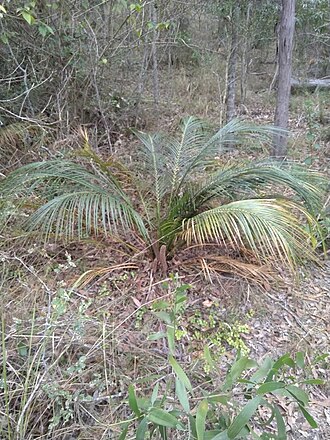 Macrozamia mountperriensis: A photo of the male plant of the endemic Australian species Macrozamia mountperriensis, growing wild near Brooweena.