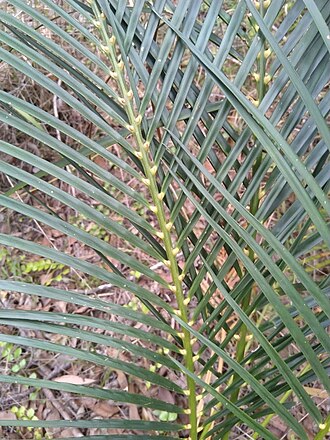 Macrozamia mountperriensis: The leaves of the male plant of (the endemic Australian species) Macrozamia mountperriensis, growing wild near Brooweena.