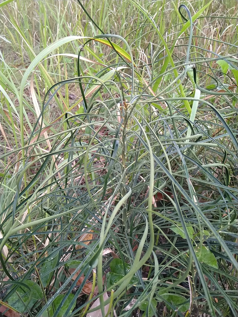 Cycad (Macrozamia parcifolia)