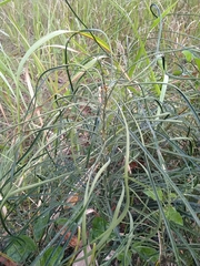 Cycad (Macrozamia parcifolia)
