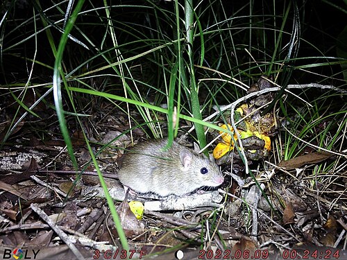 Cycad: Rattus tunneyi collecting mature seed from Macrozamia pauli-guilielmi. It relocated seeds to a sheltered area under a large log nearby and ate the orange flesh