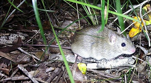 Cycad: Rattus tunneyi collecting mature seed from Macrozamia pauli-guilielmi. It relocated seeds to a sheltered area under a large log nearby and ate the orange flesh