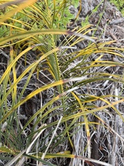 Cycad (Macrozamia pauli-guilielmi)