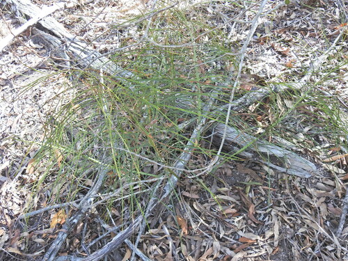 Cycad (Macrozamia pauli-guilielmi)