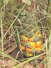 Cycad (Macrozamia pauli-guilielmi)