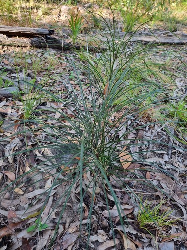 Cycad (Macrozamia pauli-guilielmi)