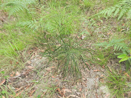 Cycad (Macrozamia pauli-guilielmi)