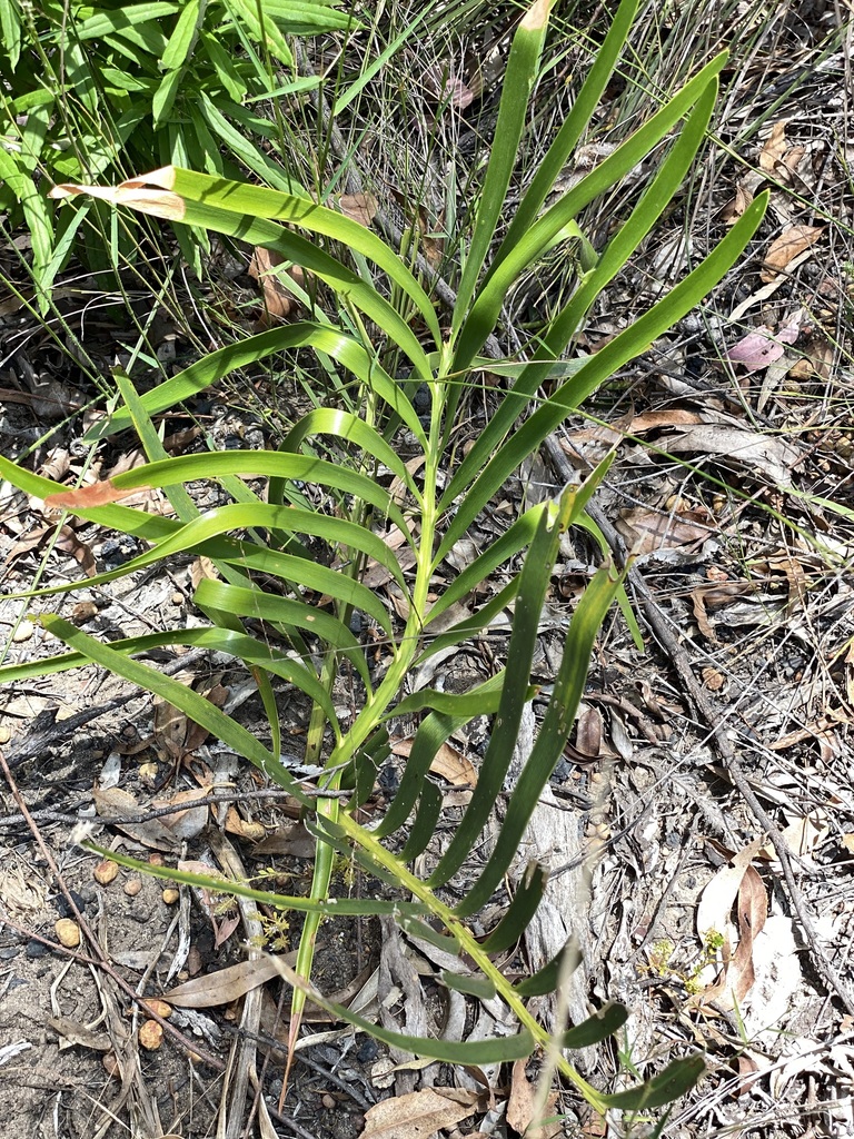 Macrozamia platyrhachis (Macrozamia platyrhachis)
