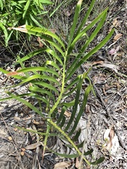 Macrozamia platyrhachis (Macrozamia platyrhachis)