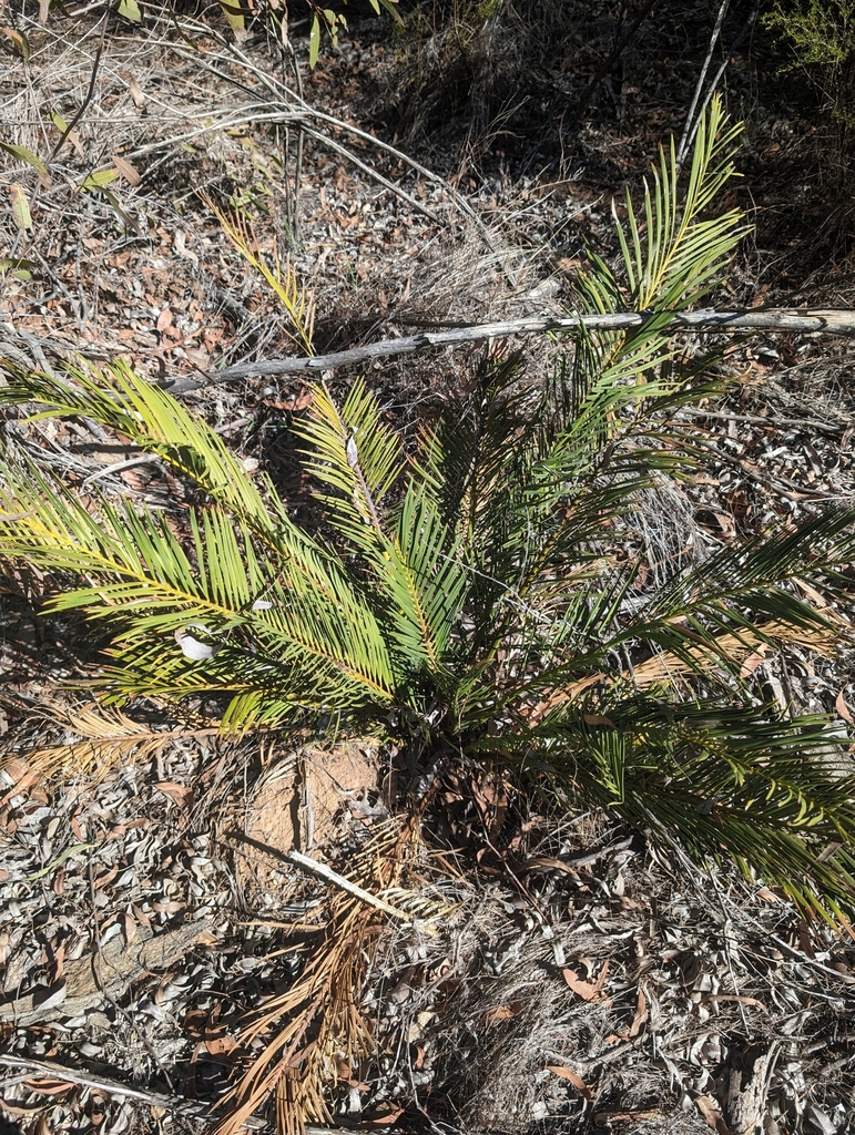 Macrozamia polymorpha (Macrozamia polymorpha)