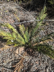 Macrozamia polymorpha (Macrozamia polymorpha)