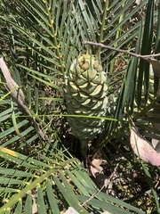 Macrozamia reducta (Macrozamia reducta)