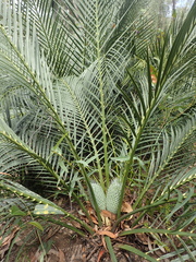 Macrozamia reducta (Macrozamia reducta)