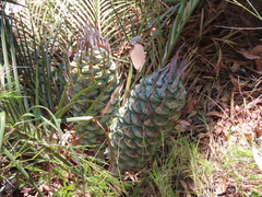 Macrozamia reducta (Macrozamia reducta)