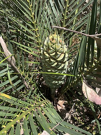 Macrozamia reducta: Macrozamia reducta