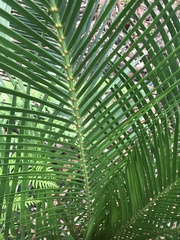 Macrozamia riedlei (Macrozamia riedlei)