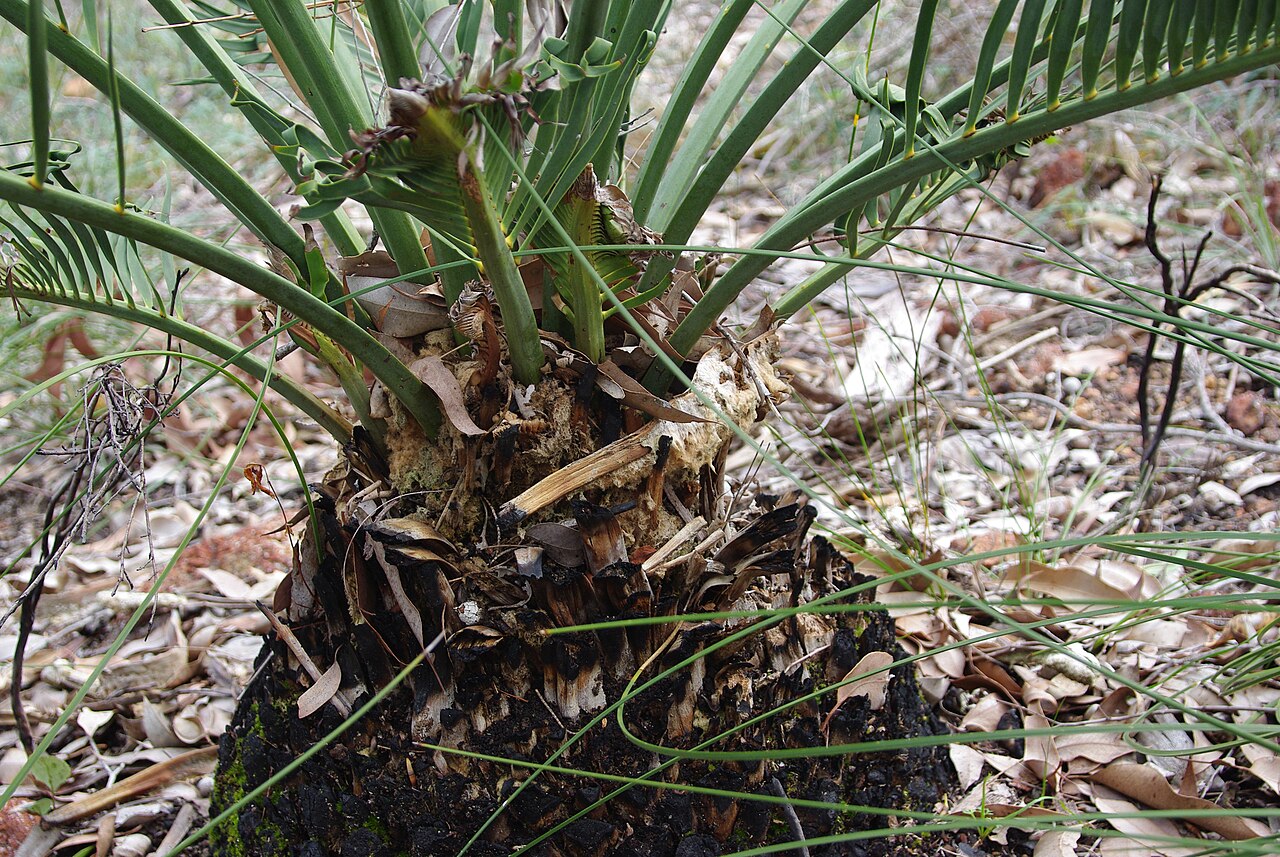 Macrozamia riedlei: Macrozamia riedlei plant in Strettle Road Reserve Glen Forest