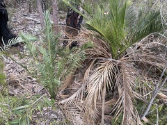 Macrozamia riedlei (Macrozamia riedlei)