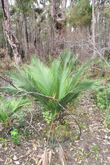 Macrozamia riedlei (Macrozamia riedlei)
