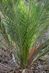 Macrozamia riedlei (Macrozamia riedlei)