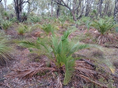 Macrozamia riedlei (Macrozamia riedlei)
