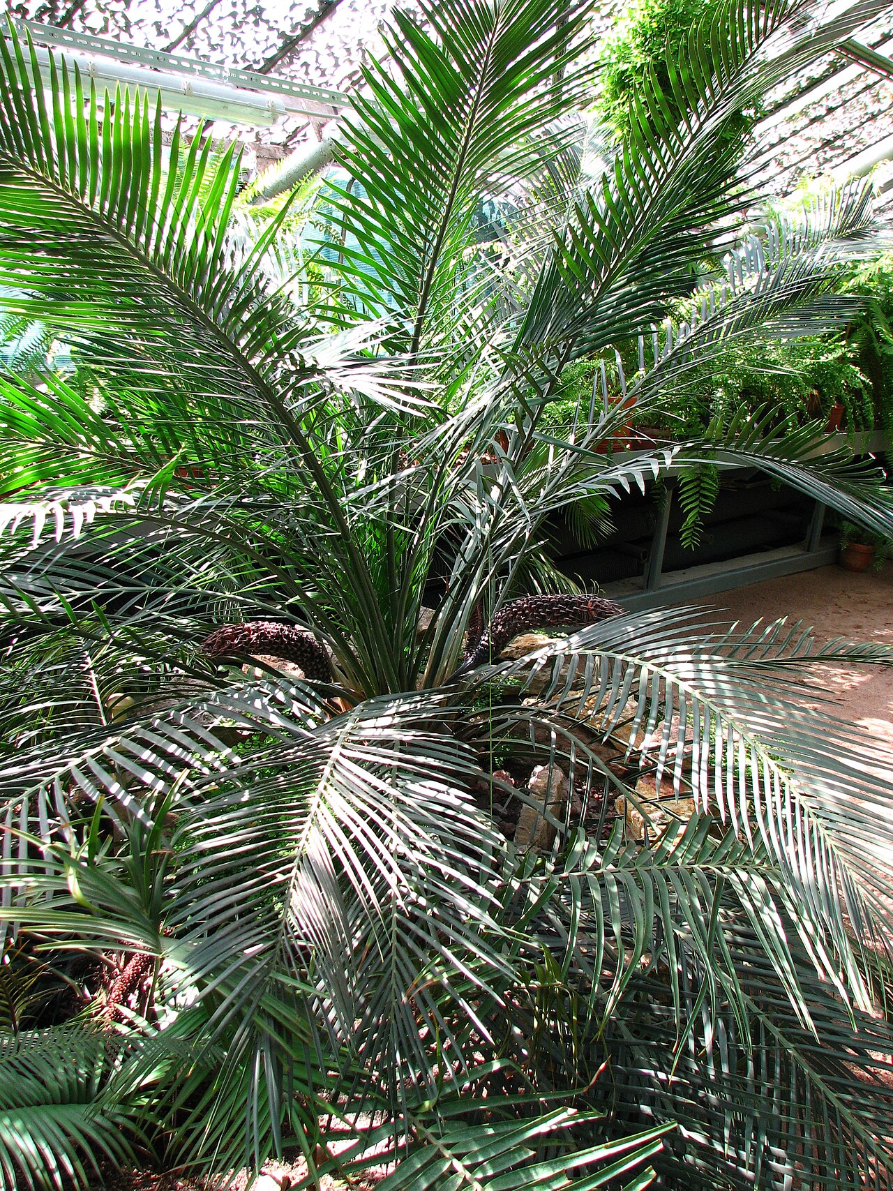 Macrozamia riedlei: Macrozamia riedlei in a greenhouse of the Botanical garden Saint Petersburg .