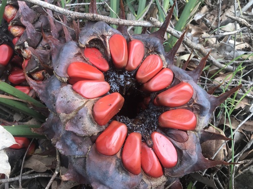 Macrozamia riedlei (Macrozamia riedlei)