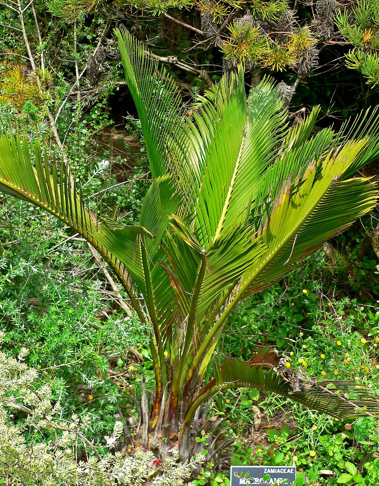 Macrozamia riedlei: Photo of Macrozamia riedlei at the San Francisco Botanical Garden