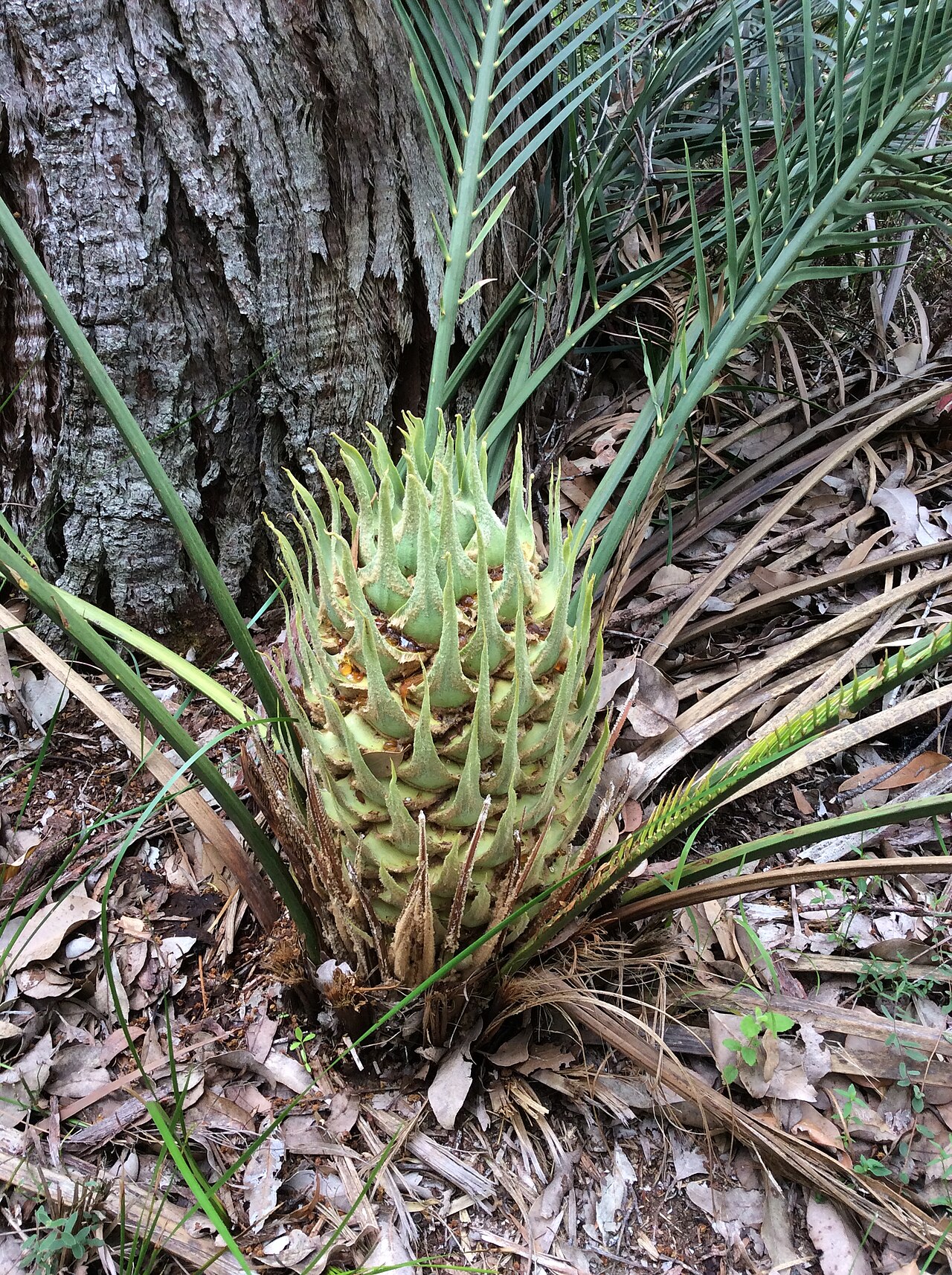 Macrozamia riedlei: Female Macrozamia riedlei, Walpole, Western Australia