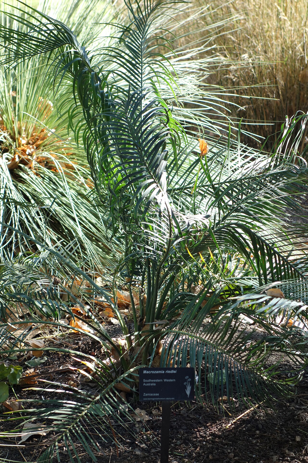 Macrozamia riedlei: Botanical specimen in Leaning Pine Arboretum, California Polytechnic State University, San Luis Obispo, California, USA.