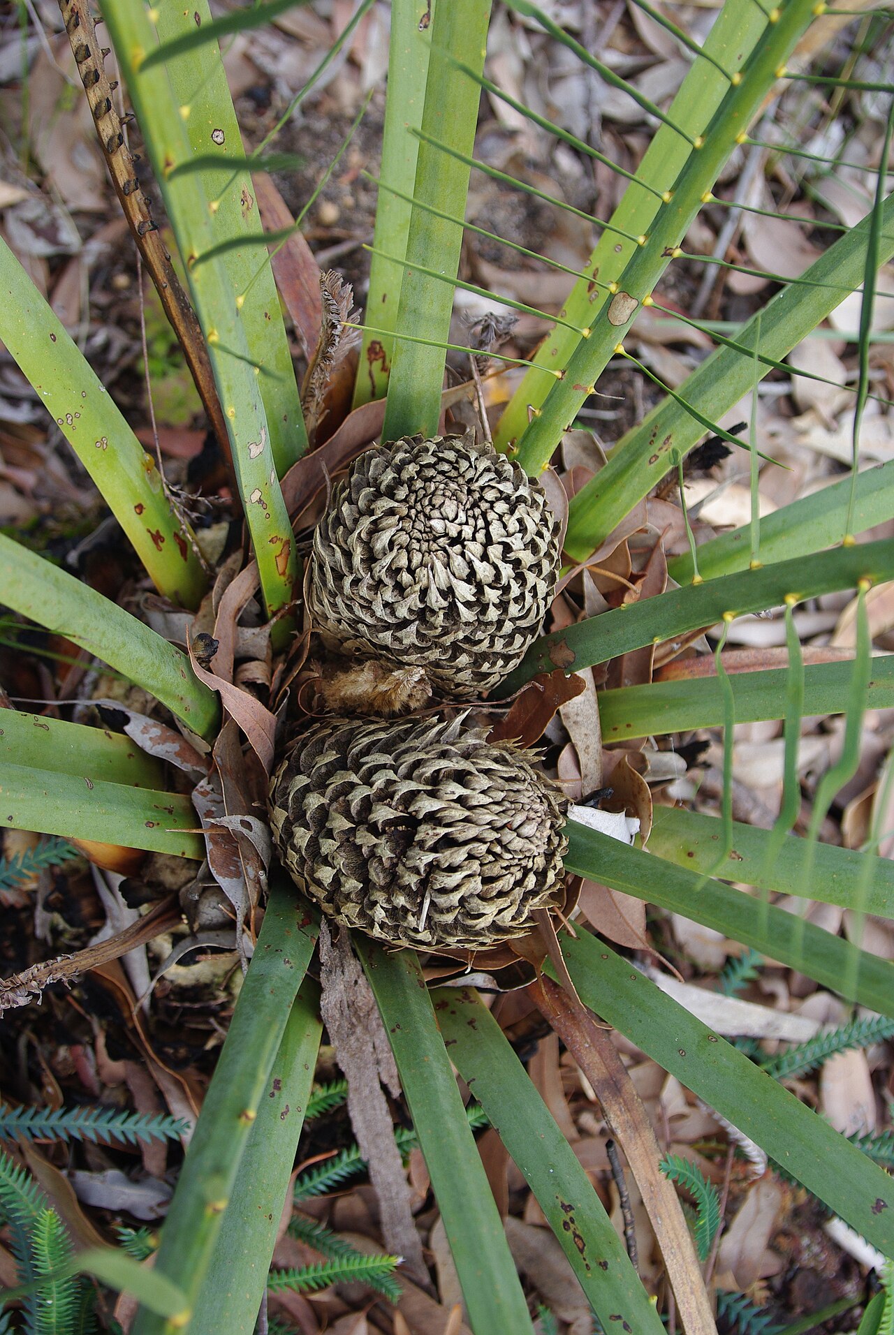 Macrozamia riedlei: Macrozamia riedlei plant in Strettle Road Reserve Glen Forrest Western Australia