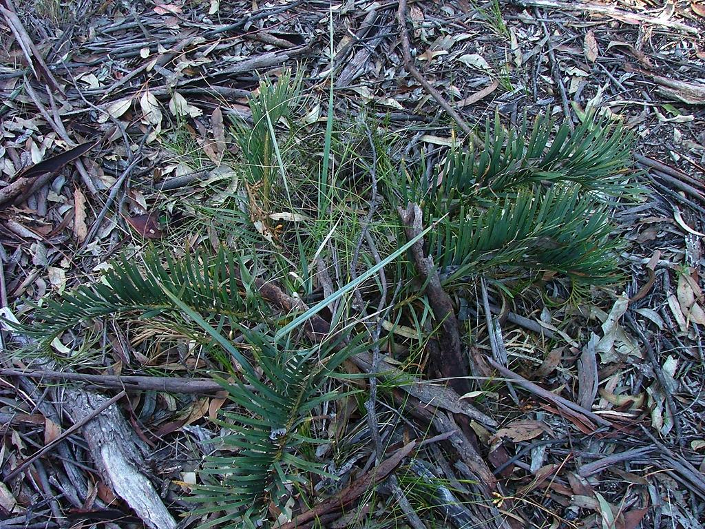 Cycad: Plant of Macrozamia secunda in habitat, showing erect form of leaflets.