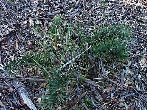 Cycad: Plant of Macrozamia secunda in habitat, showing erect form of leaflets.