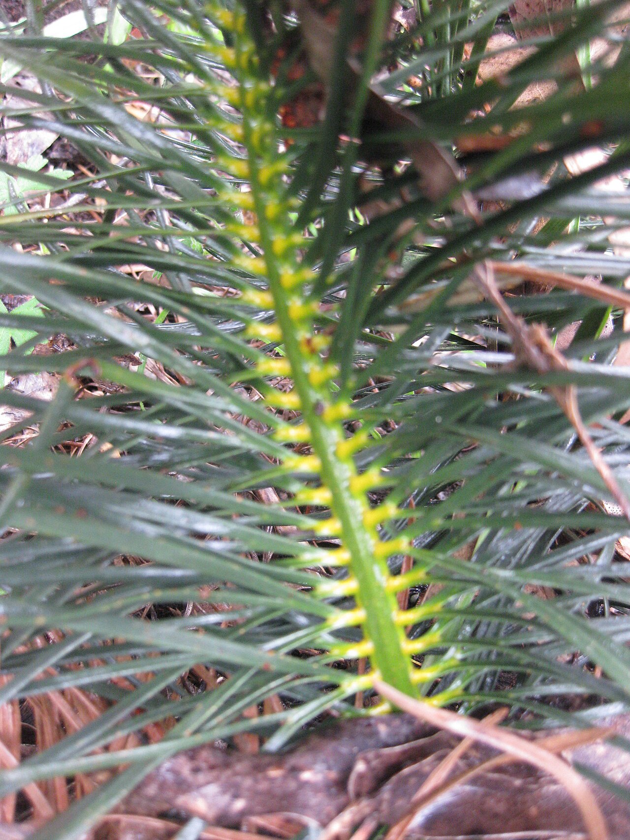 Macrozamia stenomera: Macrozamia stenomera. Species of plant.