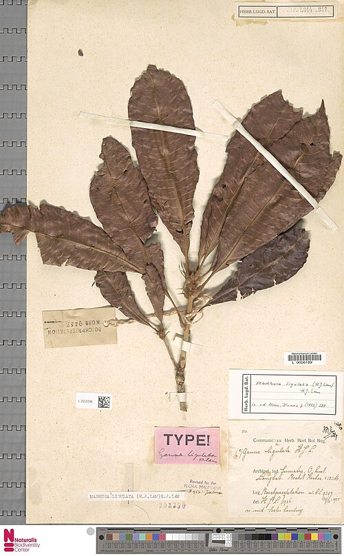 Madhuca ligulata: Ganua ligulata H.J.Lam (type of) - Madhuca ligulata (H.J.Lam) H.J.Lam