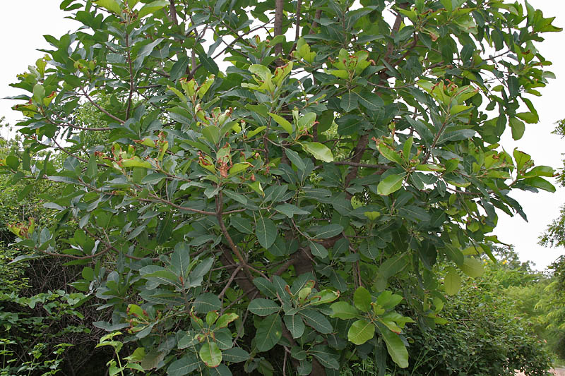 Mahua: Honey tree, Butter tree, Madhuca, moha, mohua, madhuca, illuppai, kuligam, madurgam, mavagam, nattiluppai, tittinam, mahwa, mahua, mowa, moa or mowrah Madhuca l